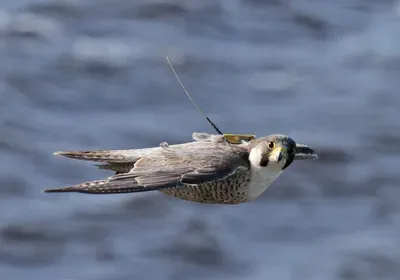 Arctic, polar, polar research, animal movement, tracking, climate change, big data, global warming